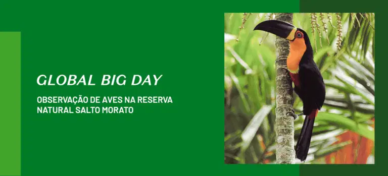 Observação de Pássaros no October Big Day