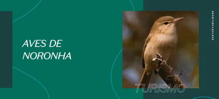 Aves de Noronha