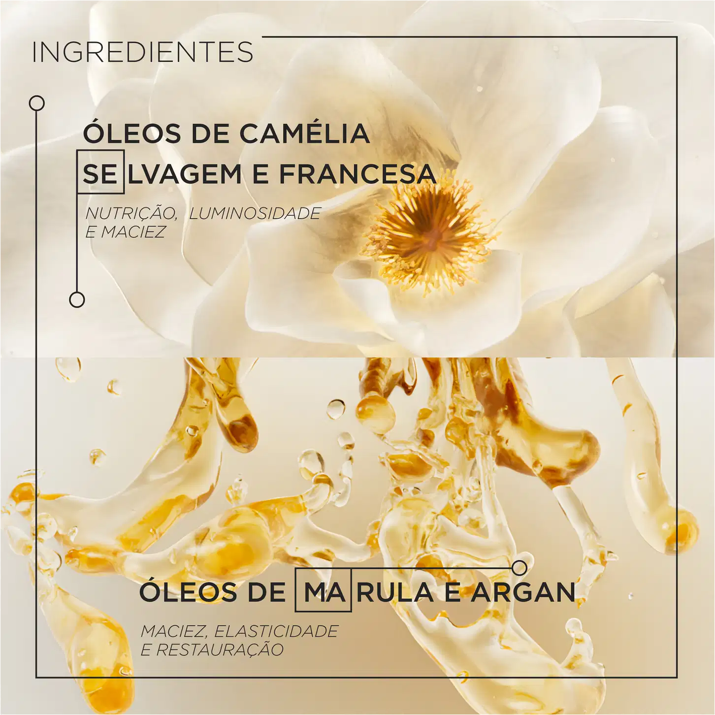 A imagem mostra os ingredientes, ao fundo há a imagem de uma camélia selvagem e francesa e embaixo destaca seus benefícios como nutrição, luminosidade e maciez. Embaixo há imagem de óleos, indicados como marula e argan e benefícios como elasticidade.