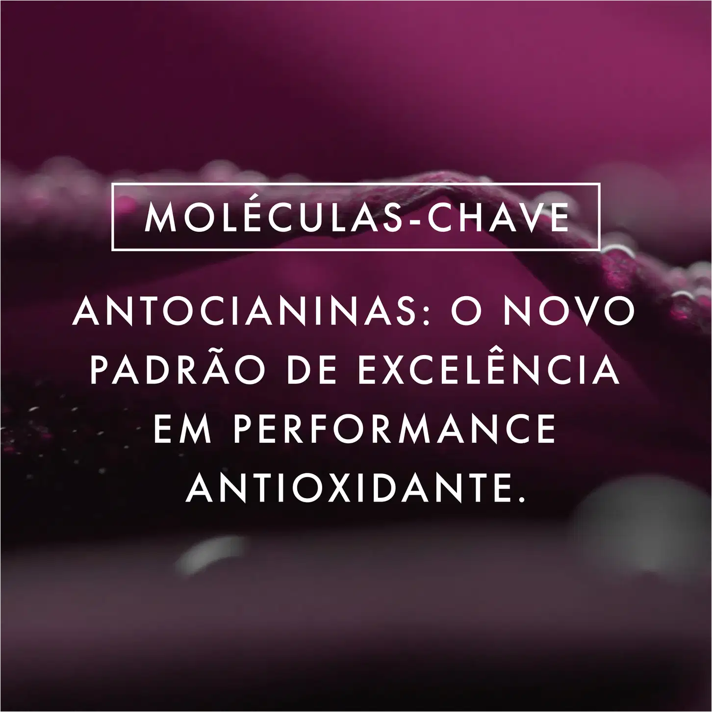 Imagem com texto: moléculas-chave. Antocianinas: o novo padrão de excelência em performance antioxidante.