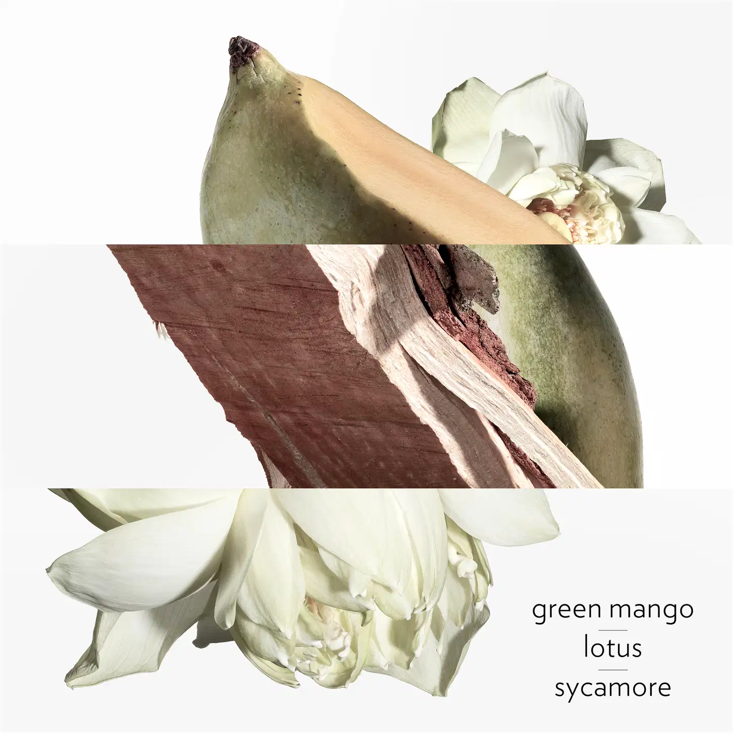 Ambiente natural com elementos botânicos, como manga verde, lótus e sicômoro, em tons neutros e terrosos, sugerindo uma fragrância inspirada na natureza, com notas frescas e amadeiradas, em sintonia com a essência da marca Hermès.