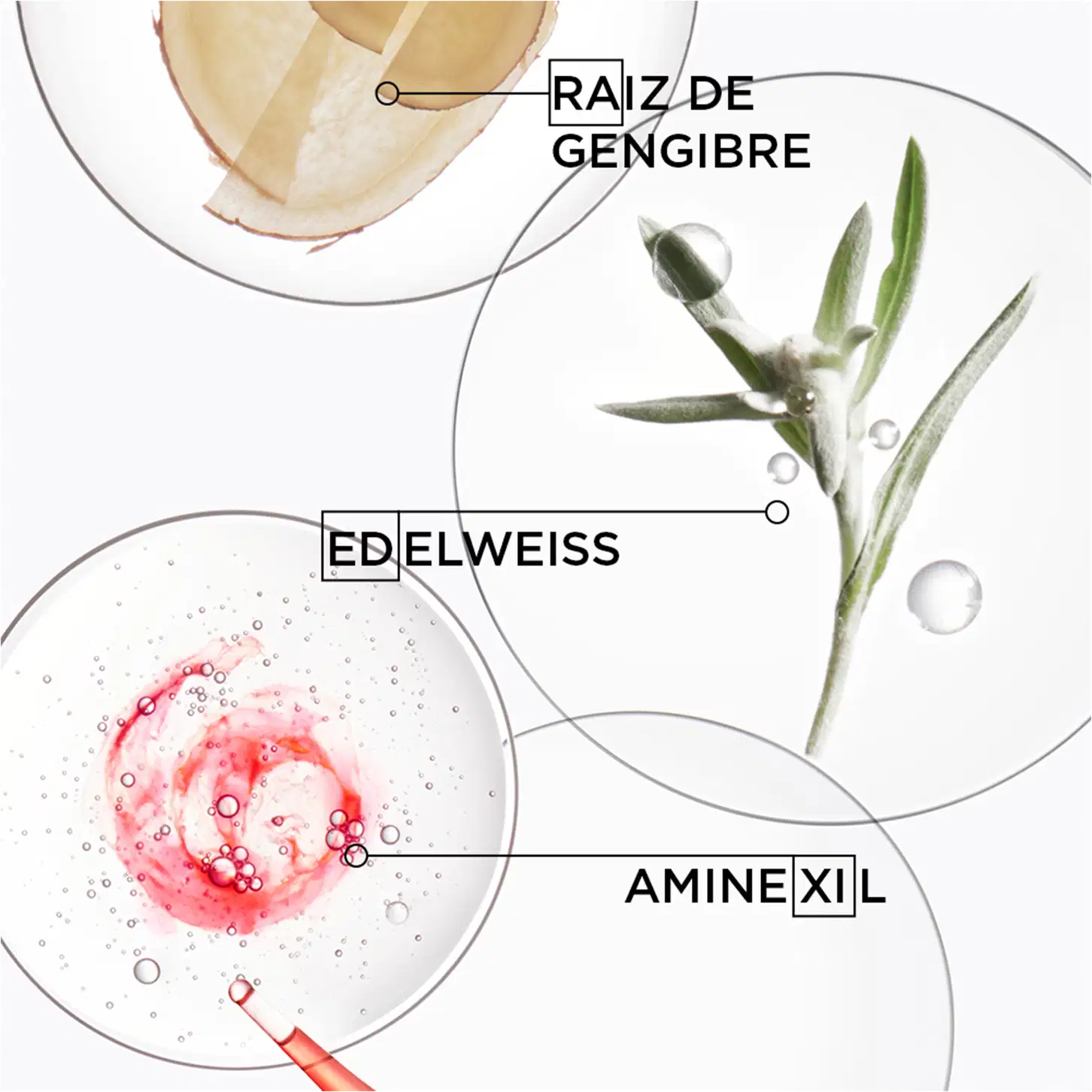 Raiz de gengibre, Edelweiss, Aminexil