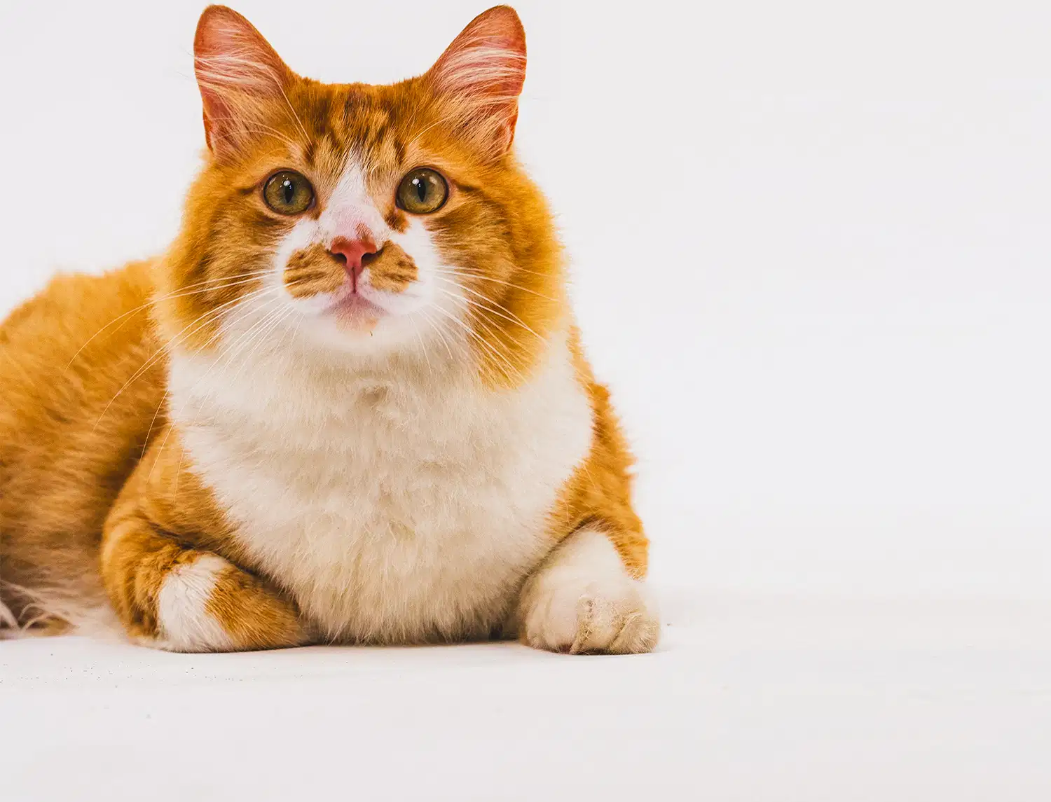 Um gatinho laranja e branco de olhos castanhos está em um fundo azul claro.