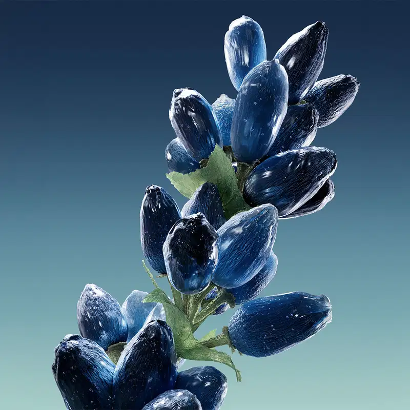 botões de flores em tons de azul