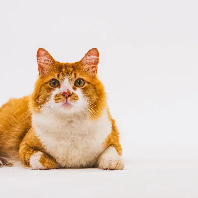 Um gatinho laranja e branco de olhos castanhos está em um fundo azul claro.