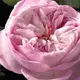 Rose Naturelle Intense Chloé Eau de Parfum - Perfume Feminino 50ml (5)