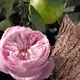 Rose Naturelle Intense Chloé Eau de Parfum - Perfume Feminino 50ml (6)
