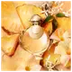 Olympéa Elixir Rabanne Eau de Parfum Intense - Perfume Feminino 30ml (5)