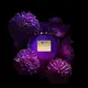Her Secret Desire Banderas Eau de Toilette - Perfume Feminino 80ml (5)