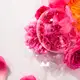 Roger & Gallet Rose - Sabonete em Barra 100g (5)