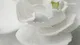 Vídeo: Diva Esplêndida Desodorante Colônia 100ml